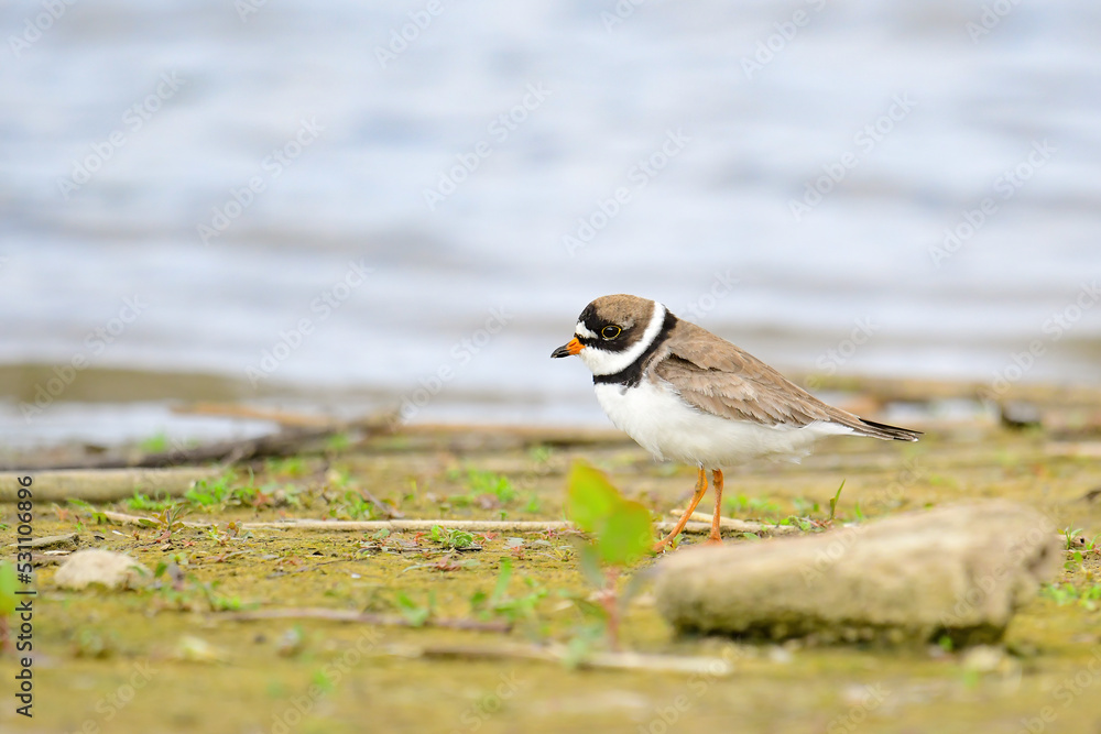 Semipalmated Plover Semipalmated Plover