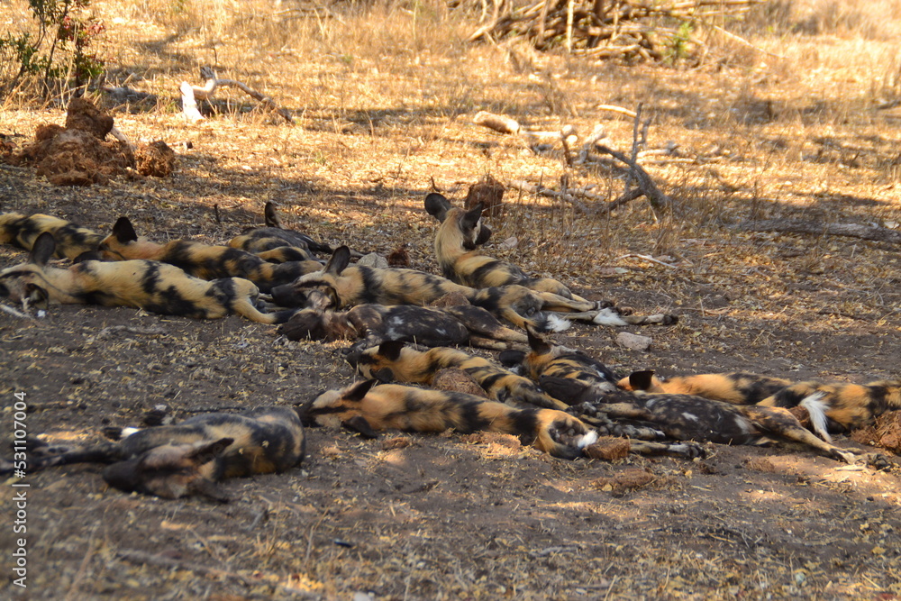 Obraz premium wild dog siesta
