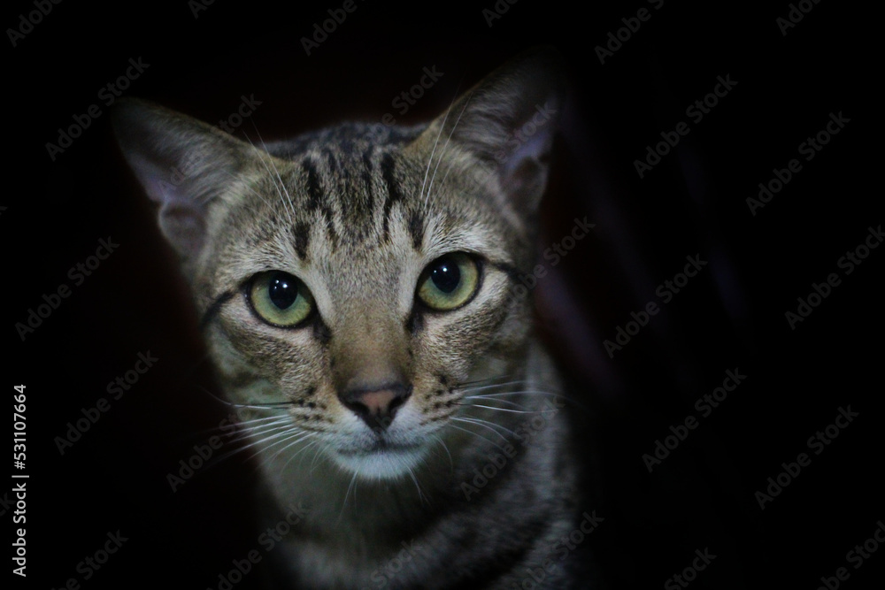 close up view of wild cat in nice blur background