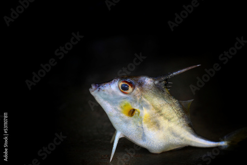Triacanthus biaculeatus helicopter tripod fish in nice blurred background HD photo
