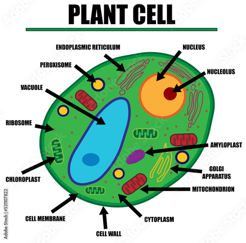 Plant Cell Color Diagram of organelles inside the cell wall for science and biology concepts.	 photo