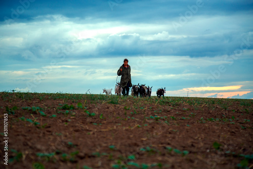 A teenage boy grazes goats in a field. A shepherd with goats in a field against a stormy sky. The concept of animal husbandry, survival, household.