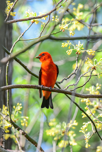 Scarlet Tanager