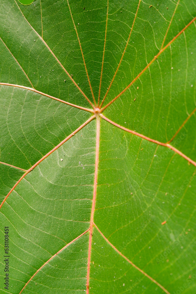 green leaf texture green leaf texture
