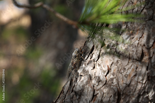 Cicada, Insects living in the southern countries.