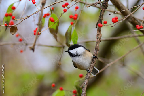 Black Capped Chickadee