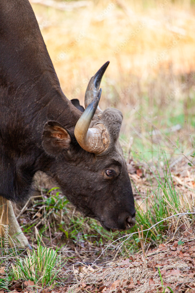 india, bandhavgarh, ranthambore, tadoba, cow, bull, grass, wild, outdoor, forest, indian bison