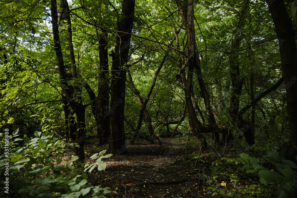 Greenery and wilderness. Deep into woods. Blooming forest trees. Greenery foliage sunlight. Beautiful woodland path landscape Greenery and wilderness. Deep into woods. Blooming forest trees. Greenery foliage sunlight. Beautiful woodland path landscape
