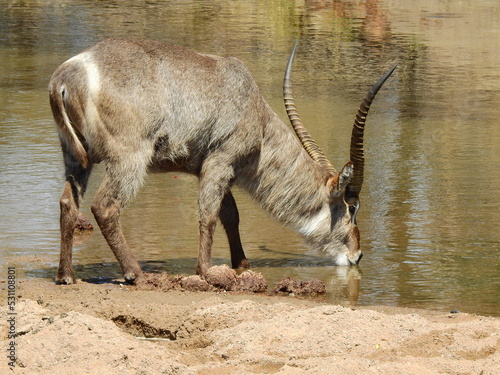 Photography waterbuck