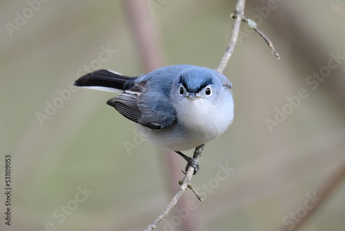 Blue-Gray Gnatcatcher