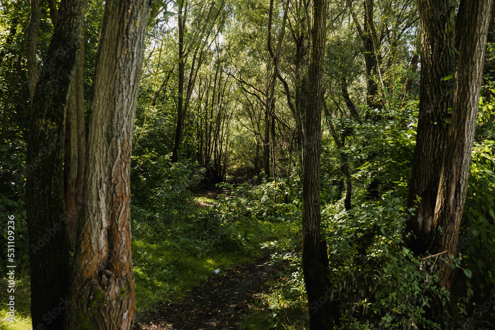 Fototapeta premium Greenery and wilderness. Deep into woods. Blooming forest trees. Greenery foliage sunlight. Beautiful woodland path landscape