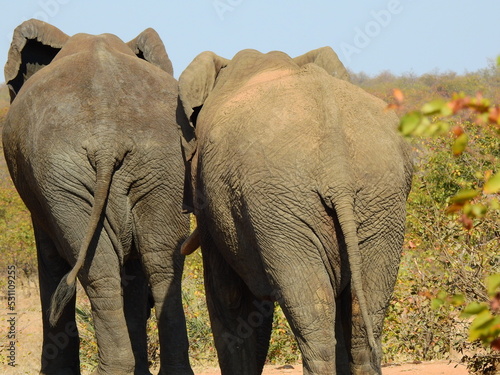 Photography elephants in the wild