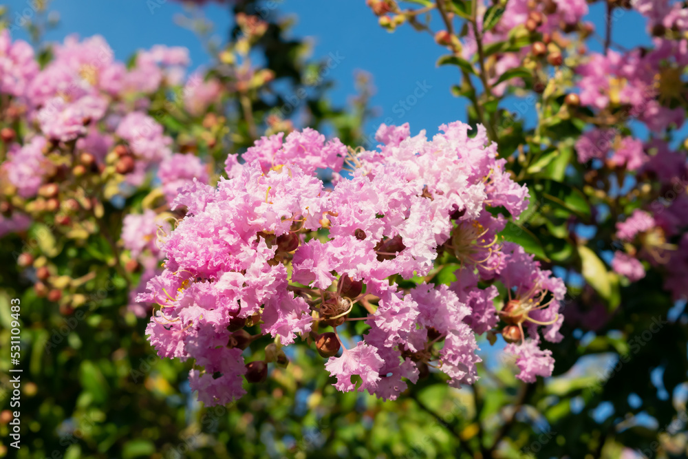 Lagerstroemia