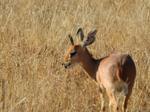 Kruger