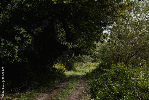 Greenery and wilderness. Deep into woods. Blooming forest trees. Greenery foliage sunlight. Beautiful woodland path landscape