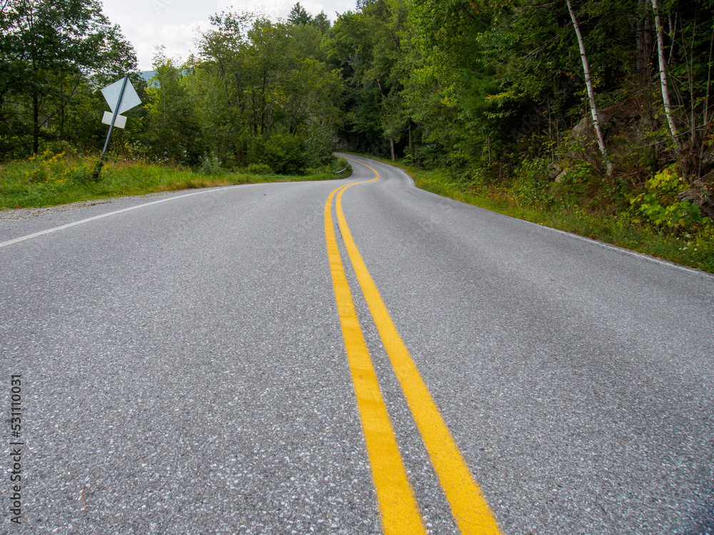 Fototapeta premium road in the forest