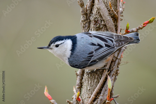 White Breasted Nuthatch