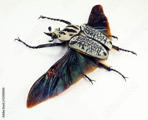 Beetle isolated on white. Goliathus orientalis black wings close up macro, collection insects, cetoniidae, coleoptera. photo