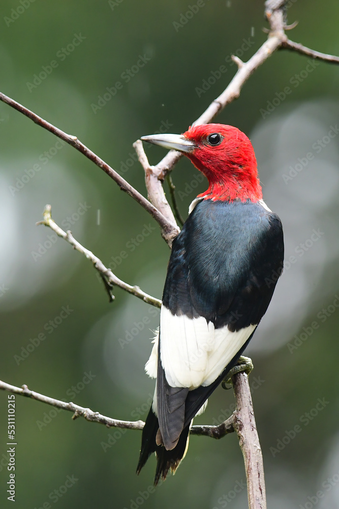Fototapeta premium Red Headed Woodpecker