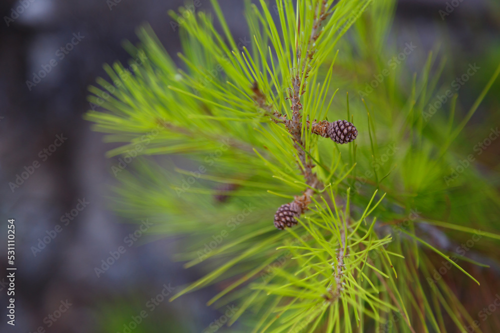 Close up of small new pine tree branches. Spring blossom background. Close up of small new pine tree branches. Spring blossom background.