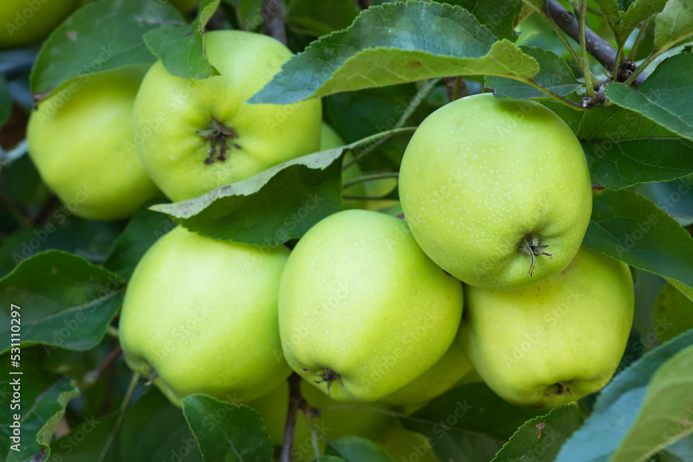 Apple tree branch with green apples on a blurred background during ripening Apple tree branch with green apples on a blurred background during ripening