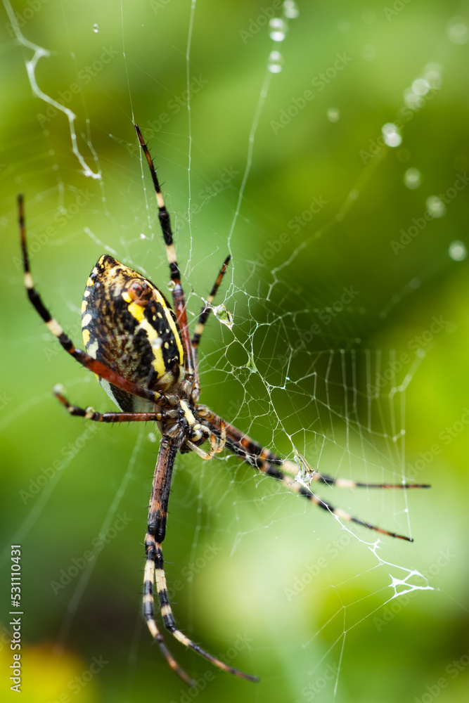 a spider in a web on a blurred natural green background. Selective focus. High quality photo a spider in a web on a blurred natural green background. Selective focus. High quality photo
