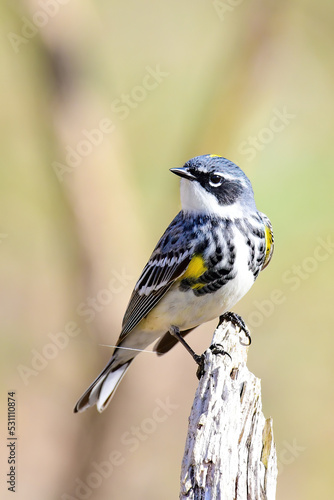 Yellow Rumped Warbler