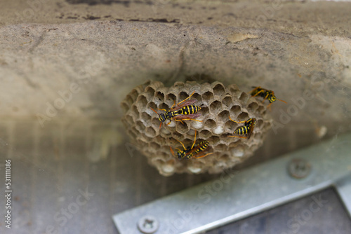 vespaio con vespe alveare photo