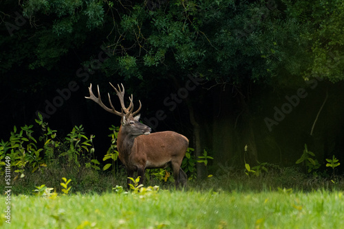 Red deer in the forest © predrag1