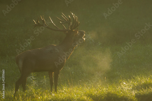 Valokuva Red deer during mating season, deer roar