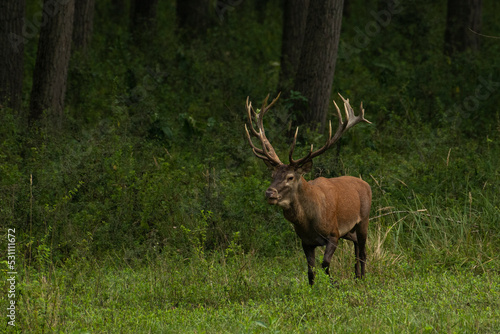 Red deer during mating season  deer roar