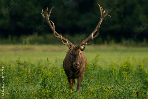 Fotografie, Tablou Red deer during mating season, deer roar