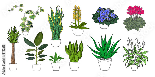 Line illustration indoor set plants