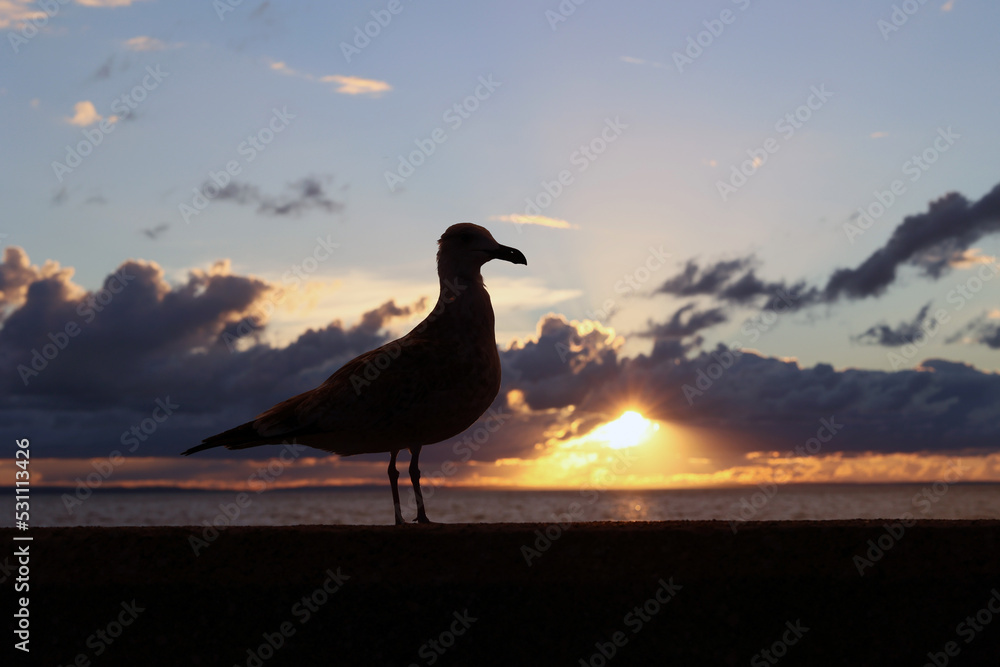 Mewa ptak o zachodzie słońca nad morzem na tle nieba.
 - obrazy, fototapety, plakaty 