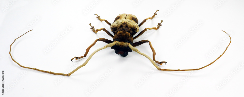 Beetle isolated on white. Longhorn Petrognata gigas macro close up. Collection beetles, cerambycidae, coleoptera Beetle isolated on white. Longhorn Petrognata gigas macro close up. Collection beetles, cerambycidae, coleoptera