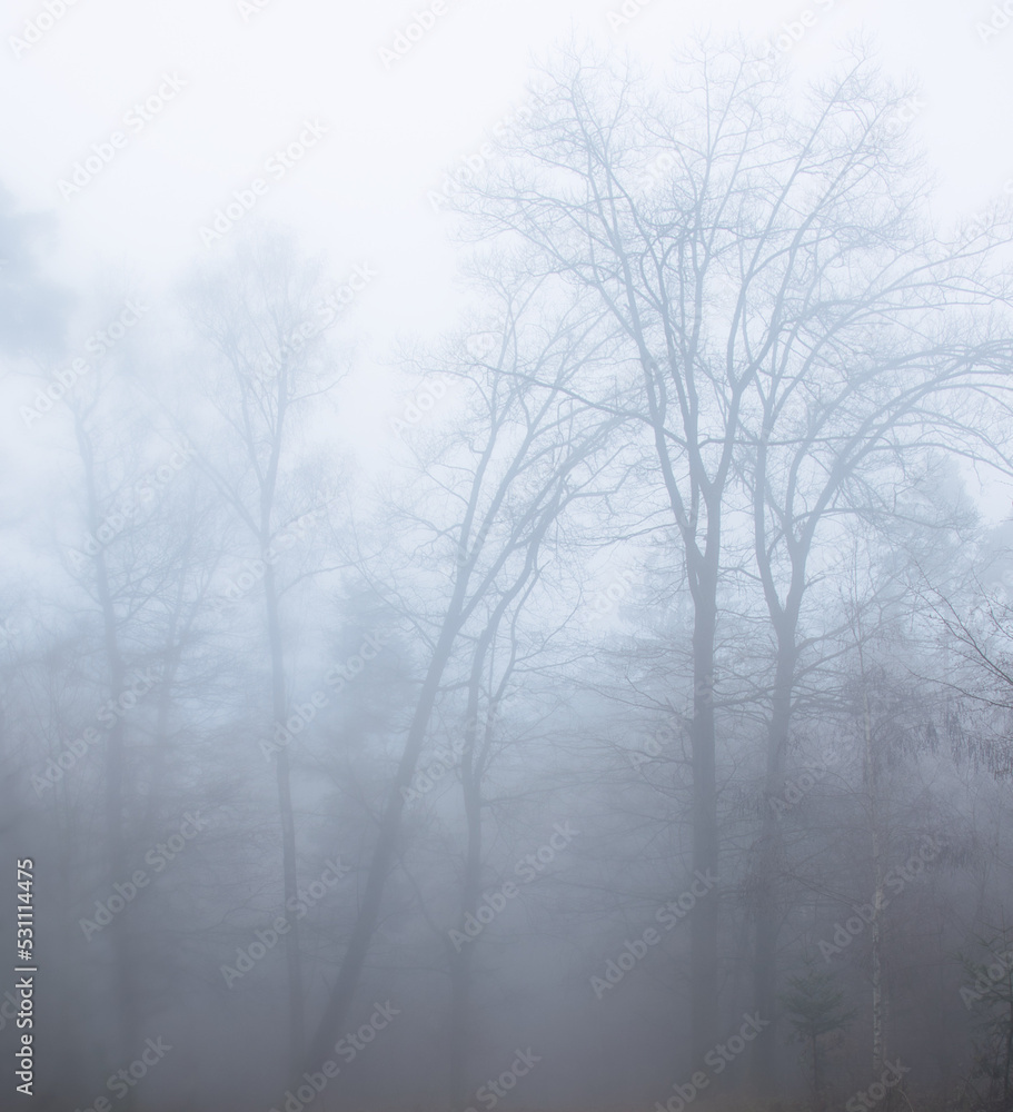 Trees in the heavy fog in a German forest on a fall day.
