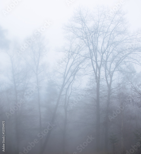Trees in the heavy fog in a German forest on a fall day.