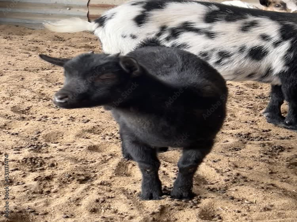 Goat Goat