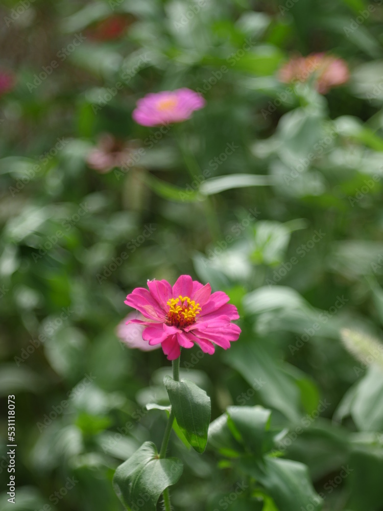 秋の花・曼珠沙華、野蒜 秋の花・曼珠沙華、野蒜