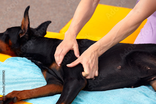 Vászonkép pet physical therapist make massage for big dog