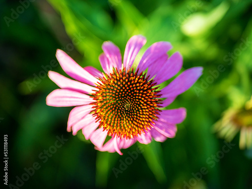 Echinacea purpurea is a perennial plant from the Aster family or Compositae Asteraceae