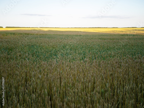 Wheat field with yellow and green stems