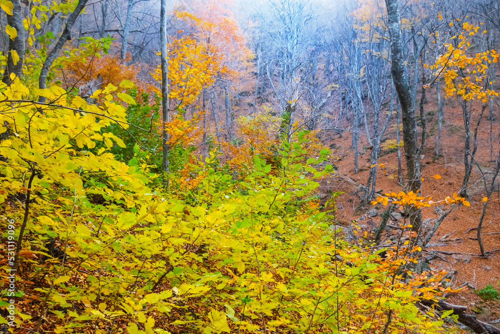 red autumn forest in blue mist, natural seasonal background red autumn forest in blue mist, natural seasonal background