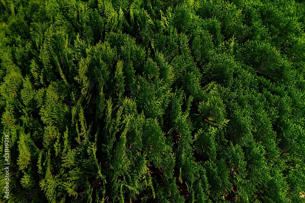 juniper green foliage