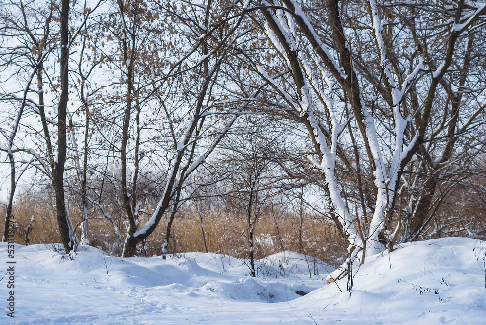 closeup winter forest in snow