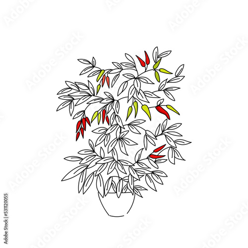 vector illustration plant bell pepper