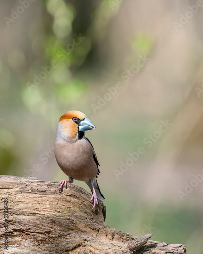 hawfinch (Coccothraustes coccothraustes) is a passerine bird in the finch family Fringillidae.