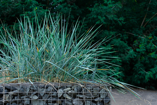 A bush of an ornamental Lemus plant planted on a flower bed made of stone. photo