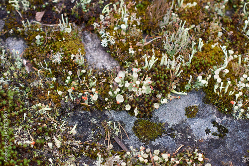 Tableau sur toile Cladonia digitata with bright red apothecia grows on the stone