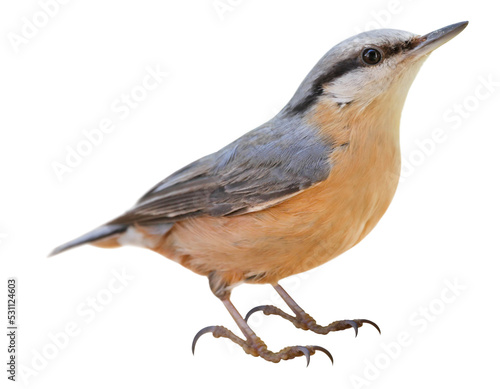 Tableau sur toile Eurasian nuthatch or wood nuthatch (Sitta europaea), PNG, isolated on transparen